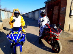 Жираф и зебра попали на видео в Волжском 