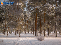 Искусанный труп нашли в лесу Волгоградской области