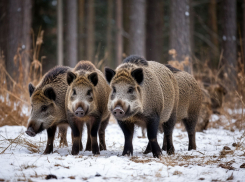 Массовый отстрел кабанов анонсировали в Волгоградской области