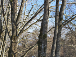 Волгоградские чиновники запланировали высадку деревьев под Новый год