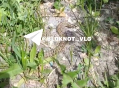 Похожую на степную гадюку змею сняли на видео в Волгограде