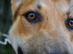 В Волгограде преданный хозяевами Лев целый год ждет своего человека