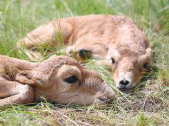 Удивительных антилоп с хоботом будут спасать в Волгоградской области