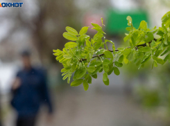Угрозу краха урожая несут майские заморозки в Волгоградской области 