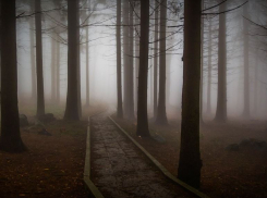 В лесу под Волгоградом найдено тело мужчины