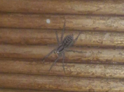 Больно кусающийся паук фаланга заполз в дом жителя Волгограда