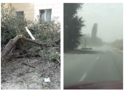 Песчаная буря и переломанные ураганом деревья попали на видео в Волгограде