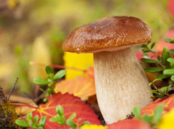 Грибные места Волгограда: осенняя пора
