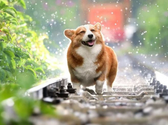 На Волгоградскую область обрушатся дожди и грозы