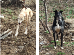 Их хозяин при смерти: в Волжском нашли нового владельца трем борзым