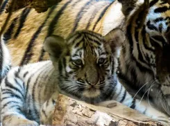 «Они просто гниют заживо»: волгоградцам раскрыли кошмар фотосессий с милыми тигрятами