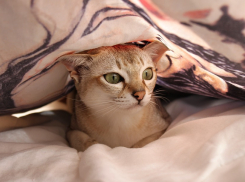 Облдума готовит для волгоградцев дешевую постель