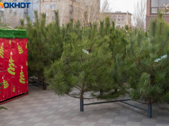 Редкими видами хвойных начали активно озеленять Волгоград