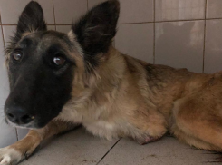 Собака с оторванной лапой трое суток выла и умоляла волгоградцев о помощи 