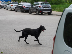 Девять тысяч волгоградцев покусали животные