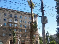 «Безобразные обрубки на месте тенистых аллей»: волгоградец о благоустройстве центра города