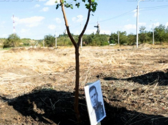 В соцсетях поддержали почин по возрождению парка вдов на Мамаевом кургане