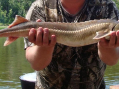 «Царская» рыба стерлядь исчезает из Волгоградской области