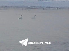 Плавающих у охладительного котлована лебедей просят спасти в Волгограде 