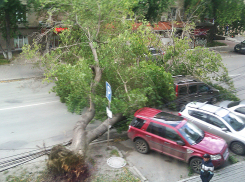 МЧС предупреждает об усилении ветра в Волгограде до 25 м/с