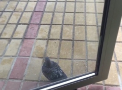 Наглый голубь заблокировал выход из торгового центра в Волгограде и попал на видео