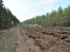 Леса Волгограда защищают от пожаров патрулированием