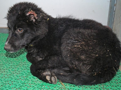  Неизвестные отрезали щенку уши в Волгограде и бросили выживать