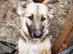 В Волгограде состоится благотворительный зимний забег в помощь животным