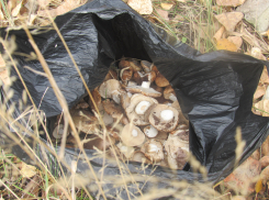 Два человека в Волгоградской области умерли от отравления грибами 