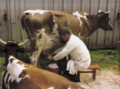 Под Волгоградом беженцам с Украины предложили вакансии доярок и агрономов