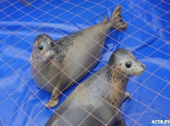 Сахалинские тюлени Кира и Катя переселяются в Волгоград