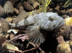 Рыбакам на заметку: в Волгоградской области исчезает обыкновенный подкаменщик