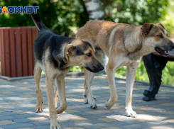 Из-за бешеных собак объявлены карантины вблизи Волгограда