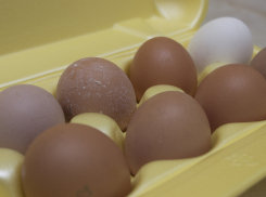 Три яйца, изменившие мир: волгоградские куры стали нестись чаще