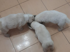 Забрался, выкрал трех щенков и раздал знакомым ради спасения: волгоградцу грозит срок