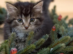 Стало известно, во сколько обойдется живая ель волгоградцам
