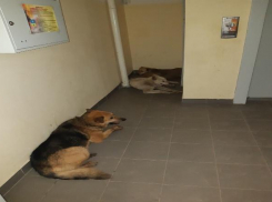 Стая бродячих собак «взяла в заложники» жителей многоэтажки Волжского