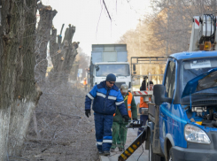 Жуткие обрубки остались от деревьев на Советской после очередной обрезки в Волгограде
