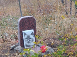 На въезде в Волгоград горожане устроили кладбище домашних животных