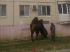Утренний выгул верблюда в Волгограде запечатлели на фото жители города 