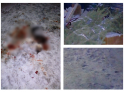 Дети ходят в школу мимо окровавленных трупов животных, – житель Городища