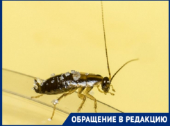 Волгоградцы пожаловались на нашествие тараканов, мышей и крыс