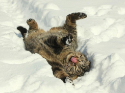 Синоптики обещают волгоградцам небольшой снег и маленький «минус»