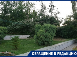 Пять старых тополей могут оставить без жилья жителей домов в поселке Вторчермет на юге Волгограда