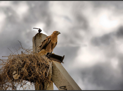 В Волгограде суд защитил от гибели редких птиц