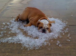 Самые распространенные ошибки жителей Волгограда в жаркую погоду