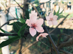 Волгоградцев ждут грозы и рекордная жара до +37ºС