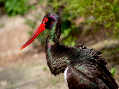 В Волгоградской области исчезает аист необычного окраса