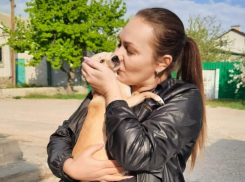 Собака волгоградки, которая пережила нападение во дворе дома, нашлась после публикации «Блокнот Волгоград»