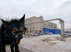 Торговые центры на юге Волгограда попали в зону карантина по бешенству